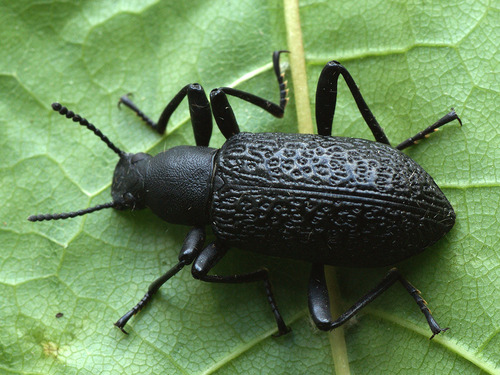 Roughened Darkling Beetle