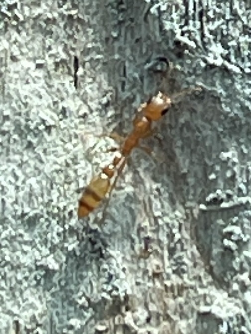 Pseudomyrmex fasciatus