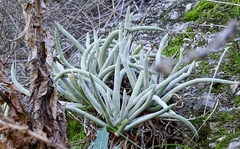 Dudleya densiflora