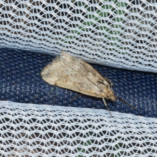 Tegostoma comparalis