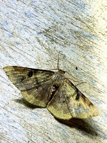Metallospora catori
