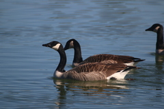 Branta canadensis