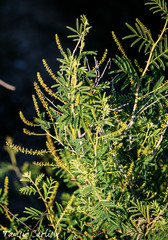 Prosopis farcta