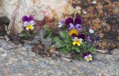 Viola × williamsii