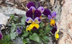 Viola × williamsii