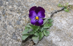 Viola × williamsii
