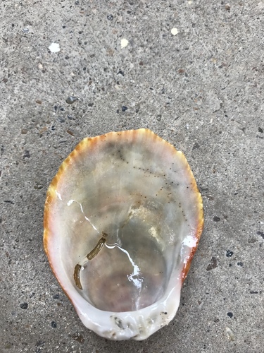 Digitate Thorny Oyster