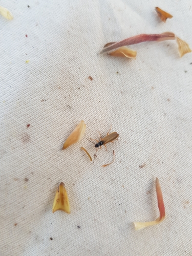 Rhagonycha lignosa, De Koog, Epelaan, 1796 AX De Koog, Netherlands, photo 7 of 10