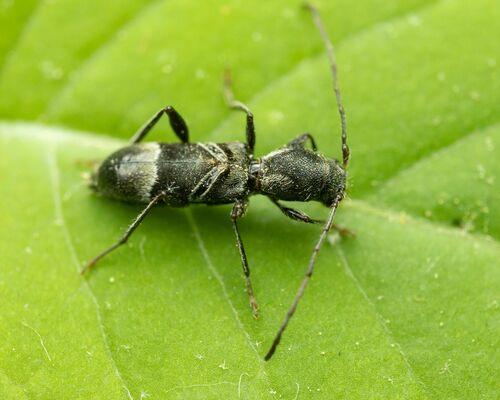 Tilloclytus geminatus photo 2
