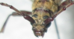 Derolus hoelzeli