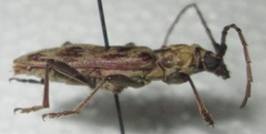 Derolus hoelzeli