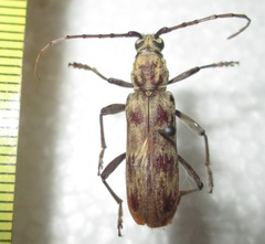 Derolus hoelzeli