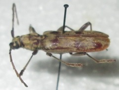 Derolus hoelzeli