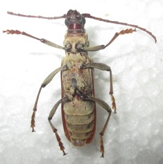 Derolus hoelzeli