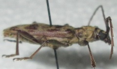 Derolus hoelzeli