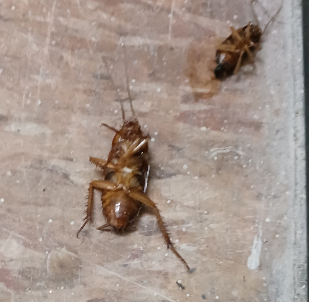 American Cockroach from Near Northside, Indianapolis, IN, États-Unis on ...