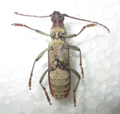 Derolus hoelzeli