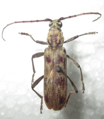 Derolus hoelzeli