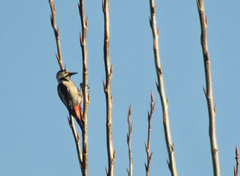 Dendrocopos syriacus