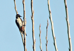 Dendrocopos syriacus