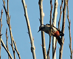 Dendrocopos syriacus