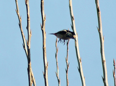 Dendrocopos syriacus