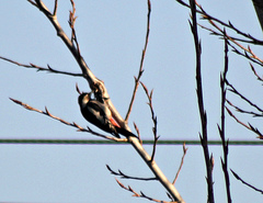 Dendrocopos syriacus