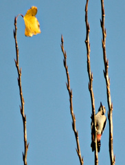 Dendrocopos syriacus