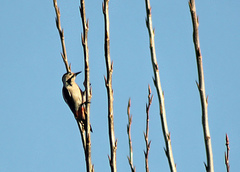 Dendrocopos syriacus