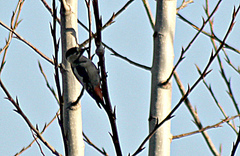 Dendrocopos syriacus