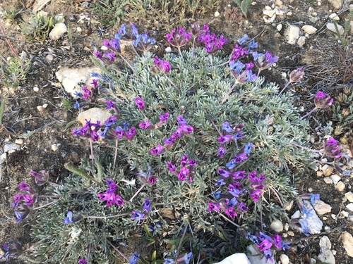 Oxytropis besseyi var. besseyi