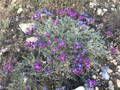 Oxytropis besseyi