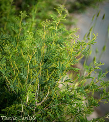 Prosopis farcta