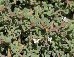 Sesuvium edmonstonei