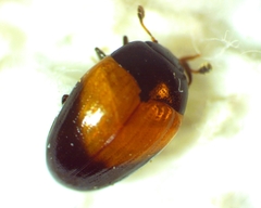 Tritoma pulchra