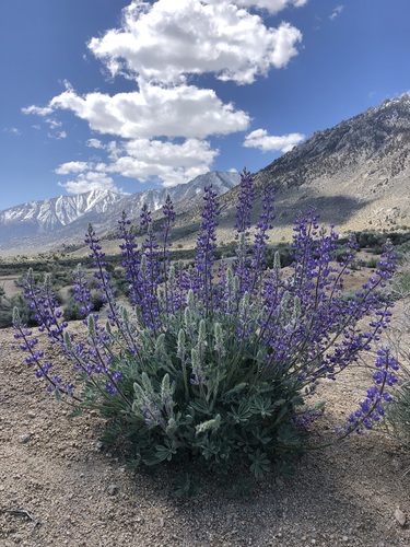 Lupinus magnificus var. glarecola