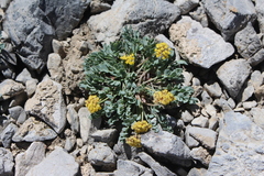 Cymopterus douglassii