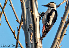 Dendrocopos syriacus