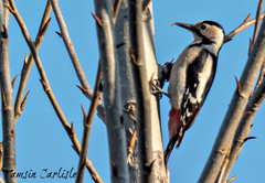 Dendrocopos syriacus