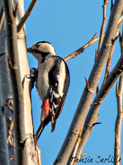 Dendrocopos syriacus