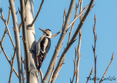 Dendrocopos syriacus