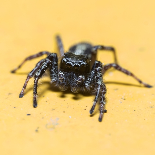 Dendryphantes hastatus