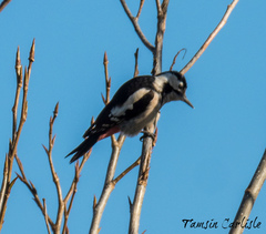 Dendrocopos syriacus