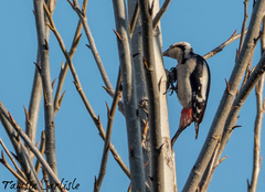 Dendrocopos syriacus