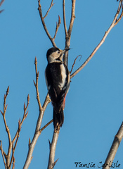 Dendrocopos syriacus