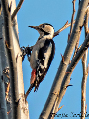 Dendrocopos syriacus