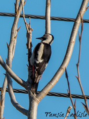 Dendrocopos syriacus