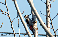 Dendrocopos syriacus