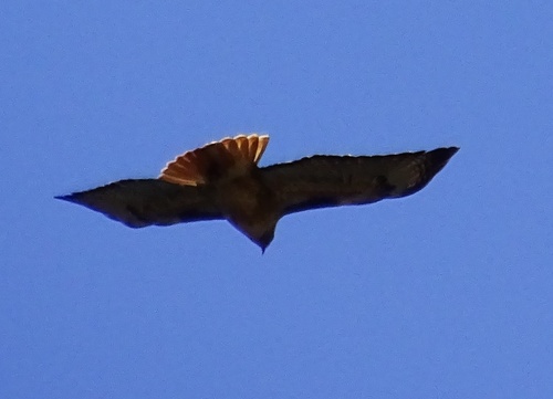 Bird in flight from below: reference photo 5 by Jesse Rorabaugh