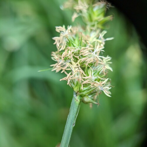 Glomerate sedge (Carex aggregata)